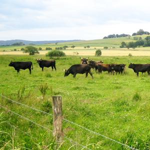 Weideprojekt Bruchwiesen bei Mengshausen