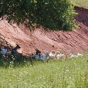 Weideprojekt Himmelsberg