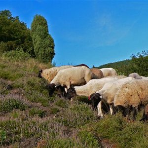 Weideprojekt Heiden bei Altenlotheim Hof Nagel