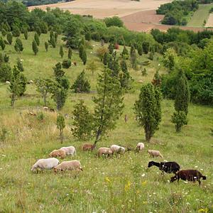 Weideprojekt Kalkmagerrasen bei Roßbach
