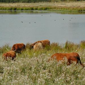 Weideprojekt Lache Radenhausen