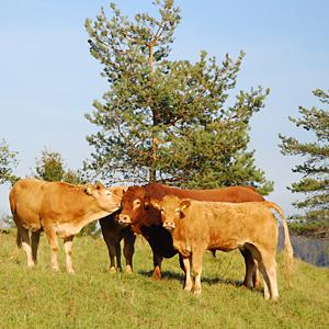 Weideprojekt Lichtenauer Hochland