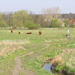 Weideprojekt Lückebach - Rohrwiesen
