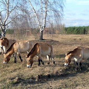 Weideprojekt Przewalski-Pferde Hanau