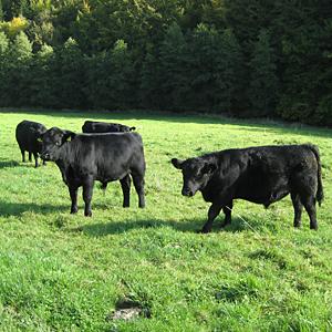 Weideprojekt Roßbacher Waldwiesentäler