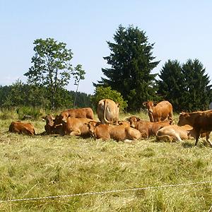 Weideprojekt Warte Lixfeld