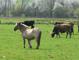 Heckrinder in der Nidderaue bei Stockheim und Effolderbach