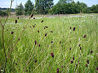 Frischwiese mit Großem Wiesenknopf