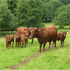 Weideprojekt Rotes Höhenvieh Kleinalmerode