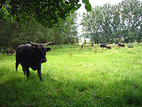 Auenwiese mit Heckrindern